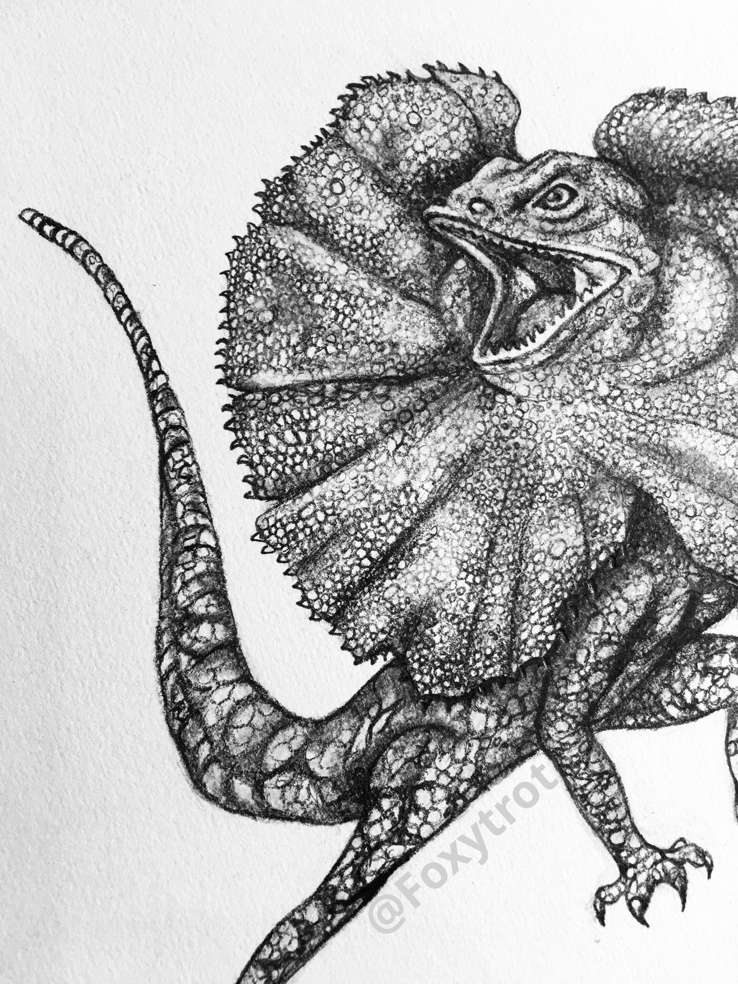 Frill Neck Lizard