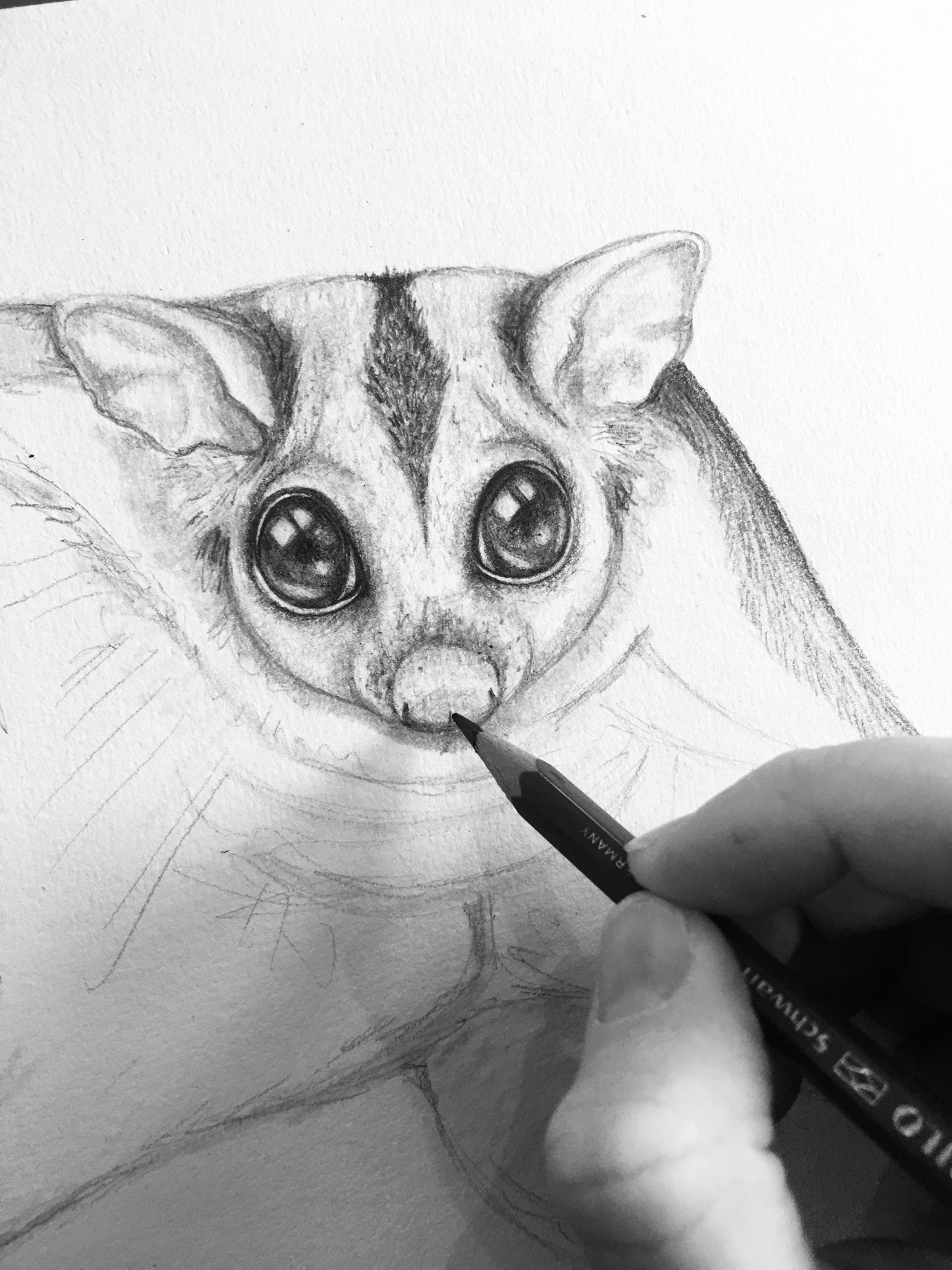 Sugar Glider