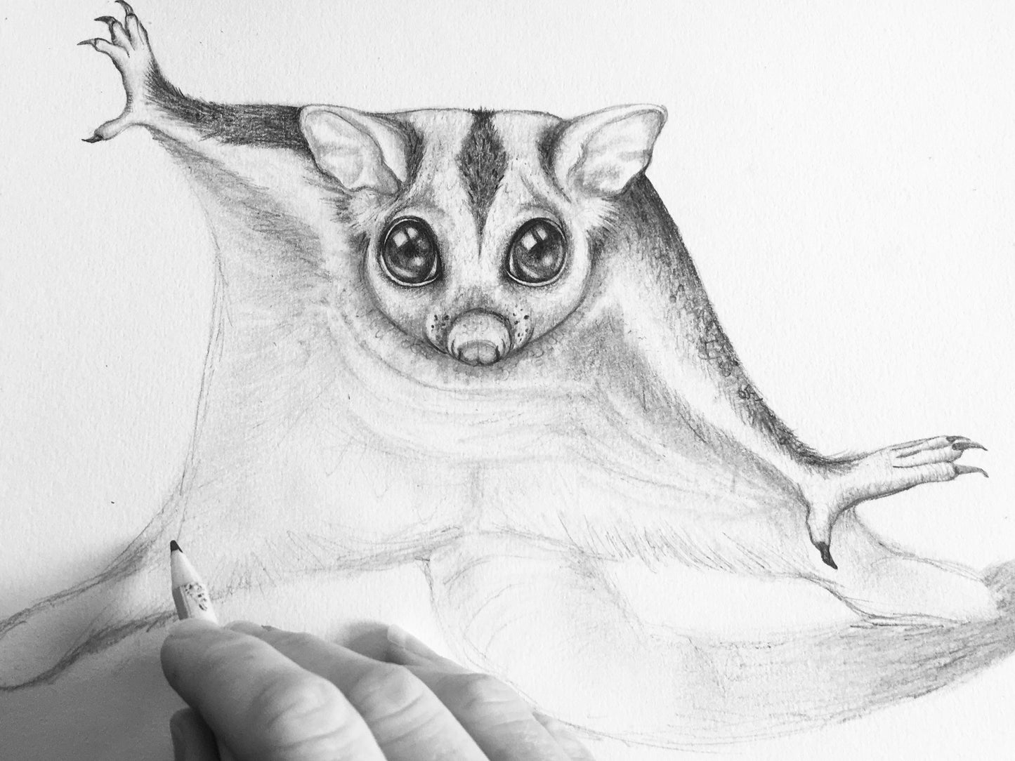Sugar Glider