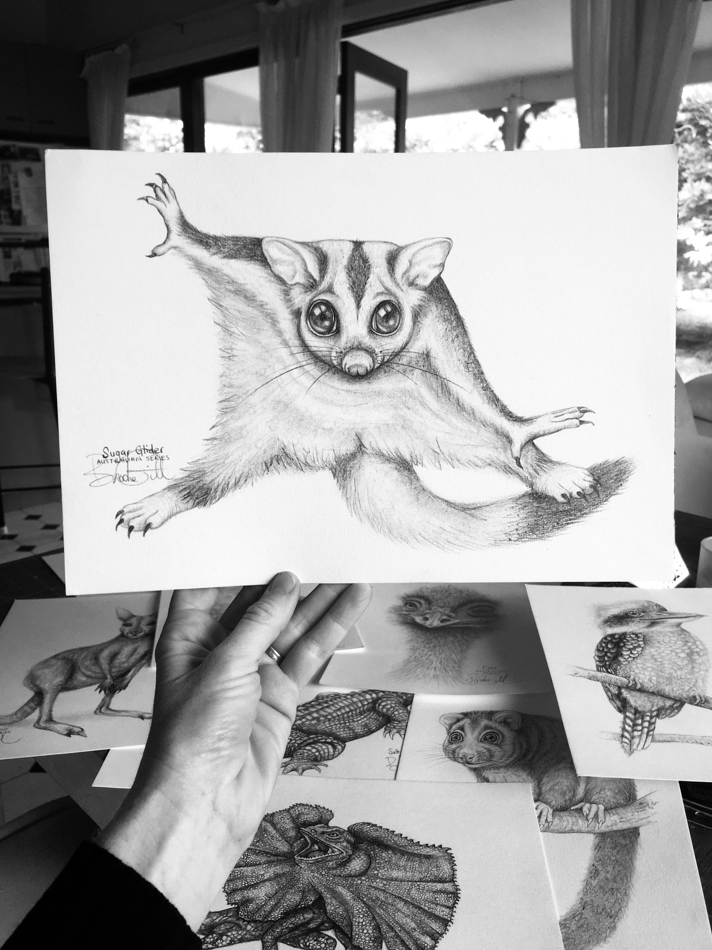 Sugar Glider