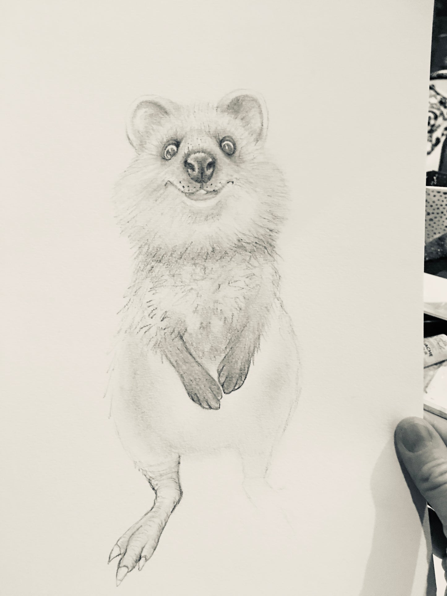 Quokka