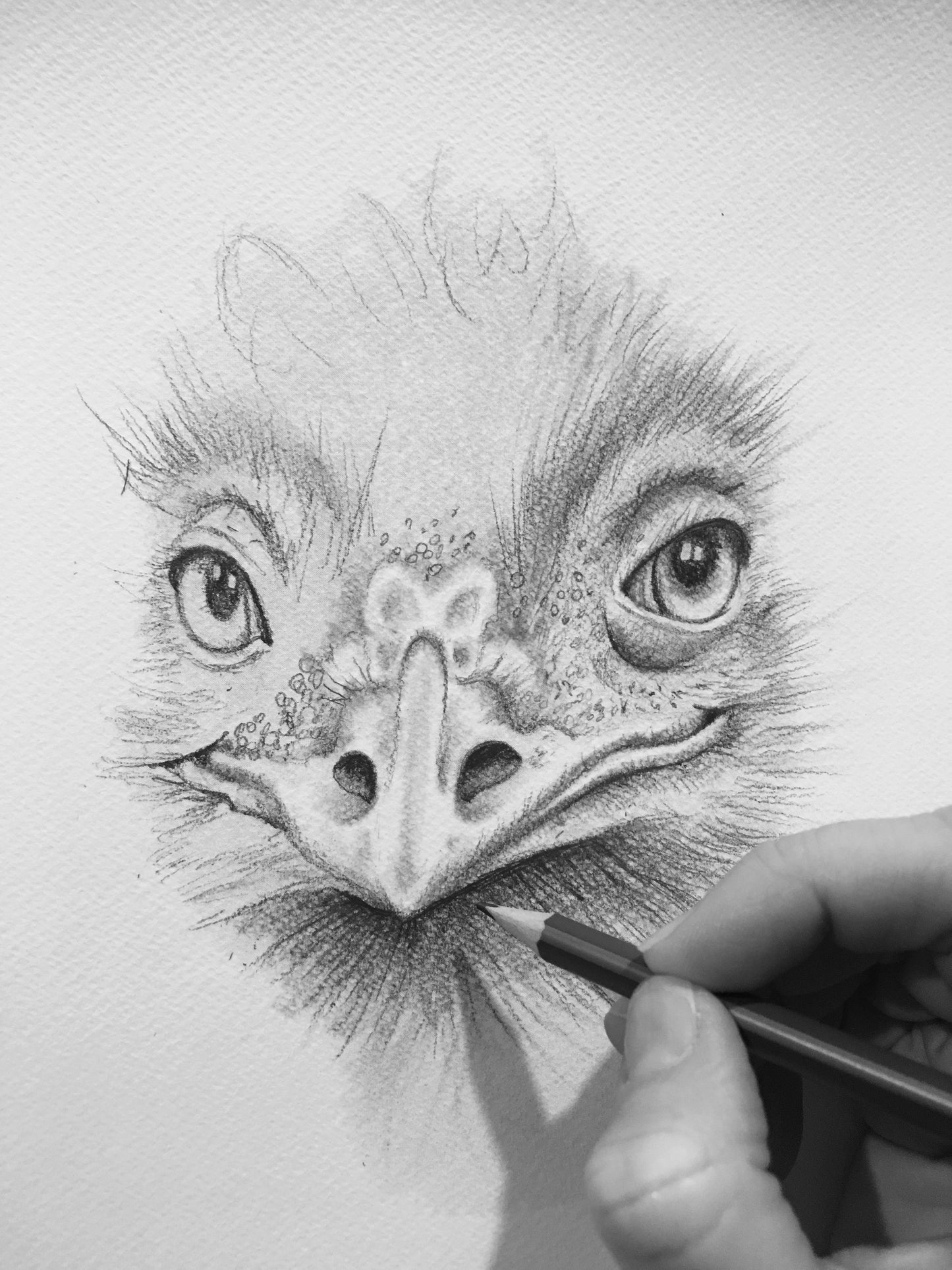Emu