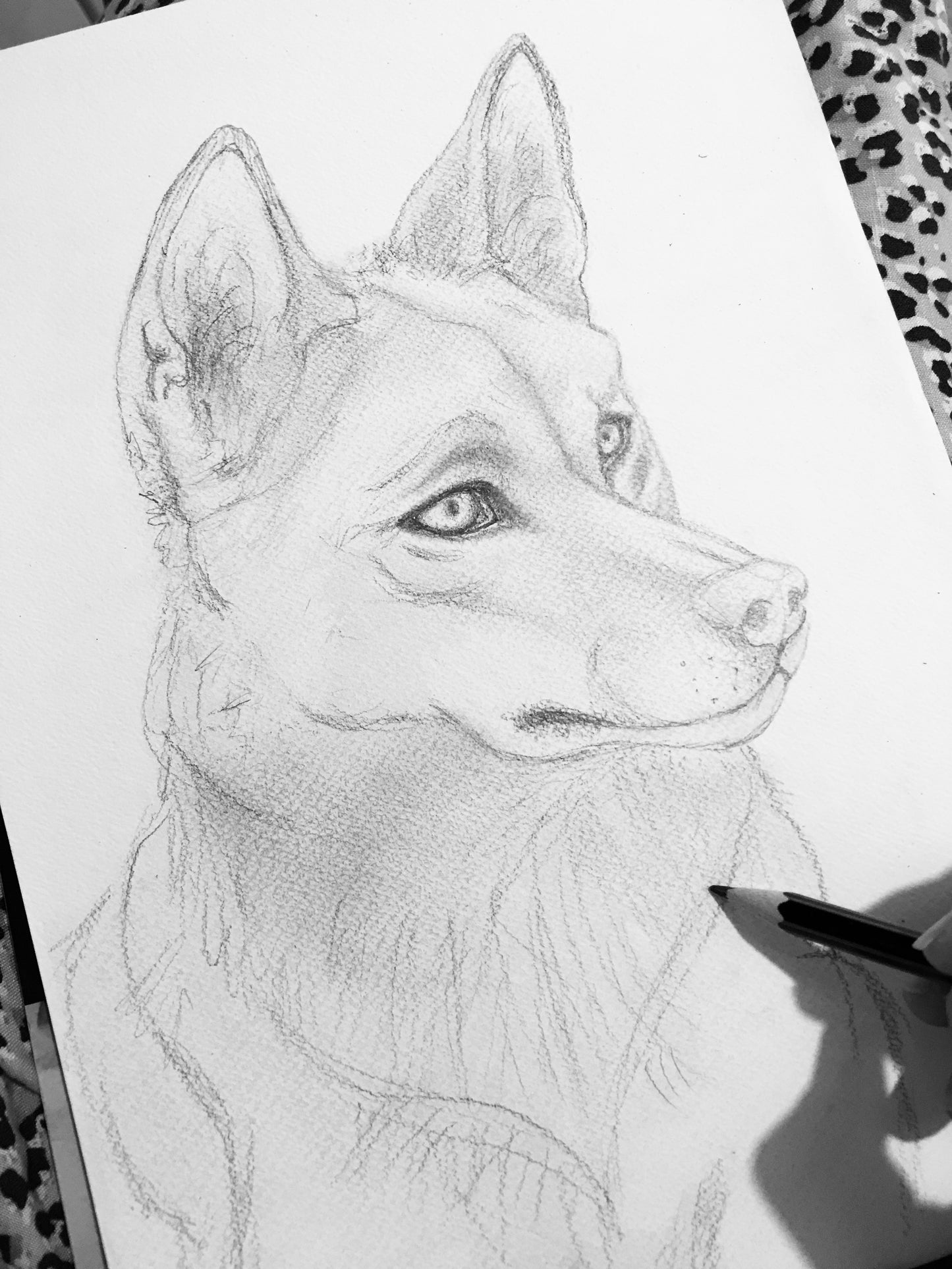 Dingo