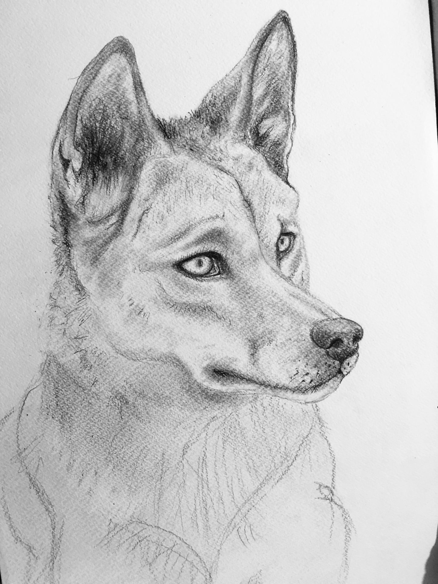 Dingo