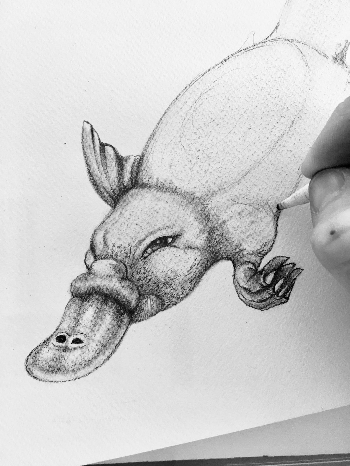 Platypus