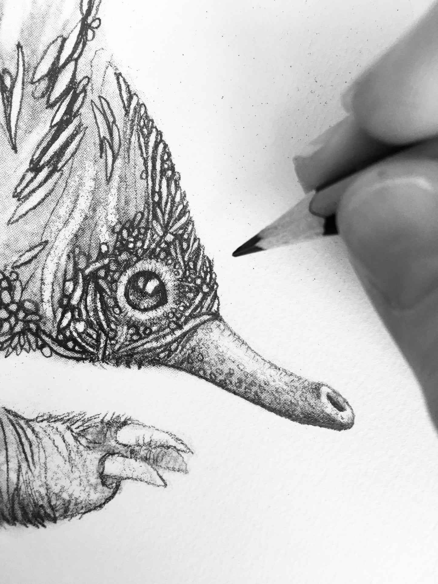 Echidna