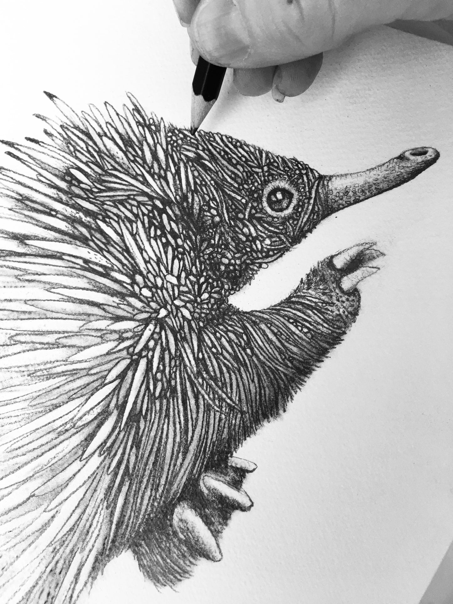 Echidna