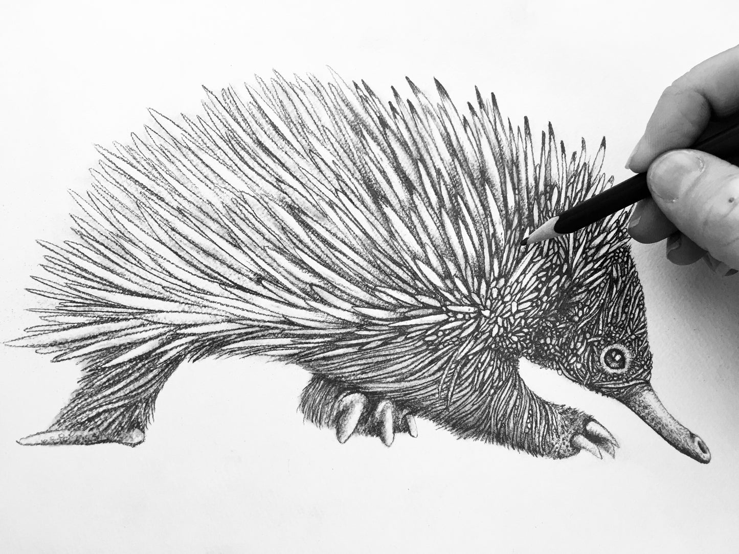 Echidna