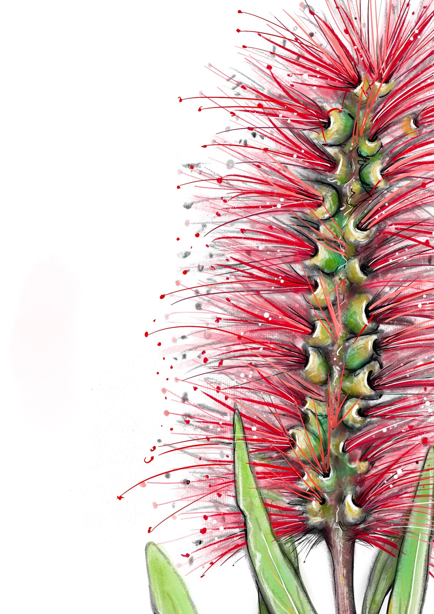 Bottlebrush