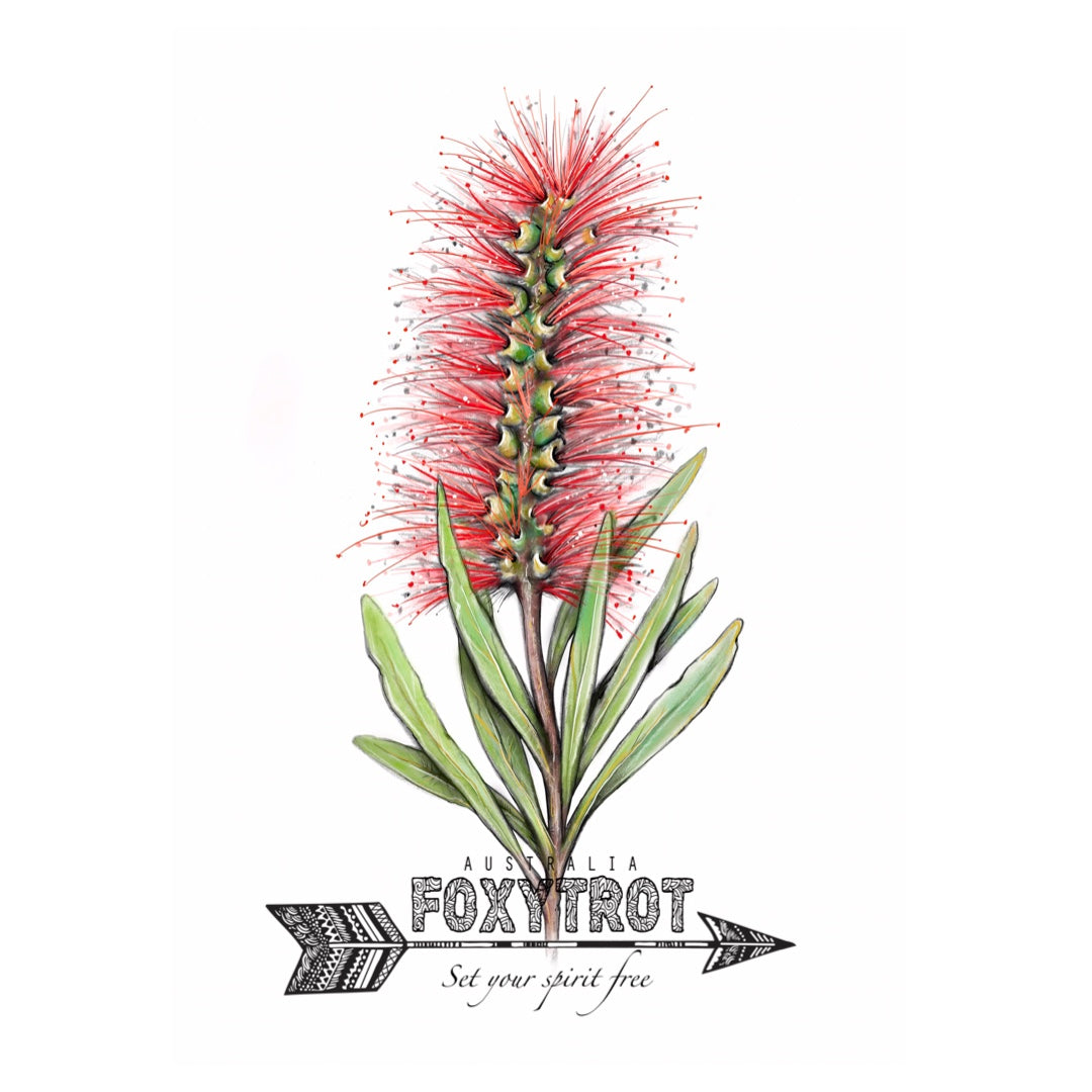 Bottlebrush