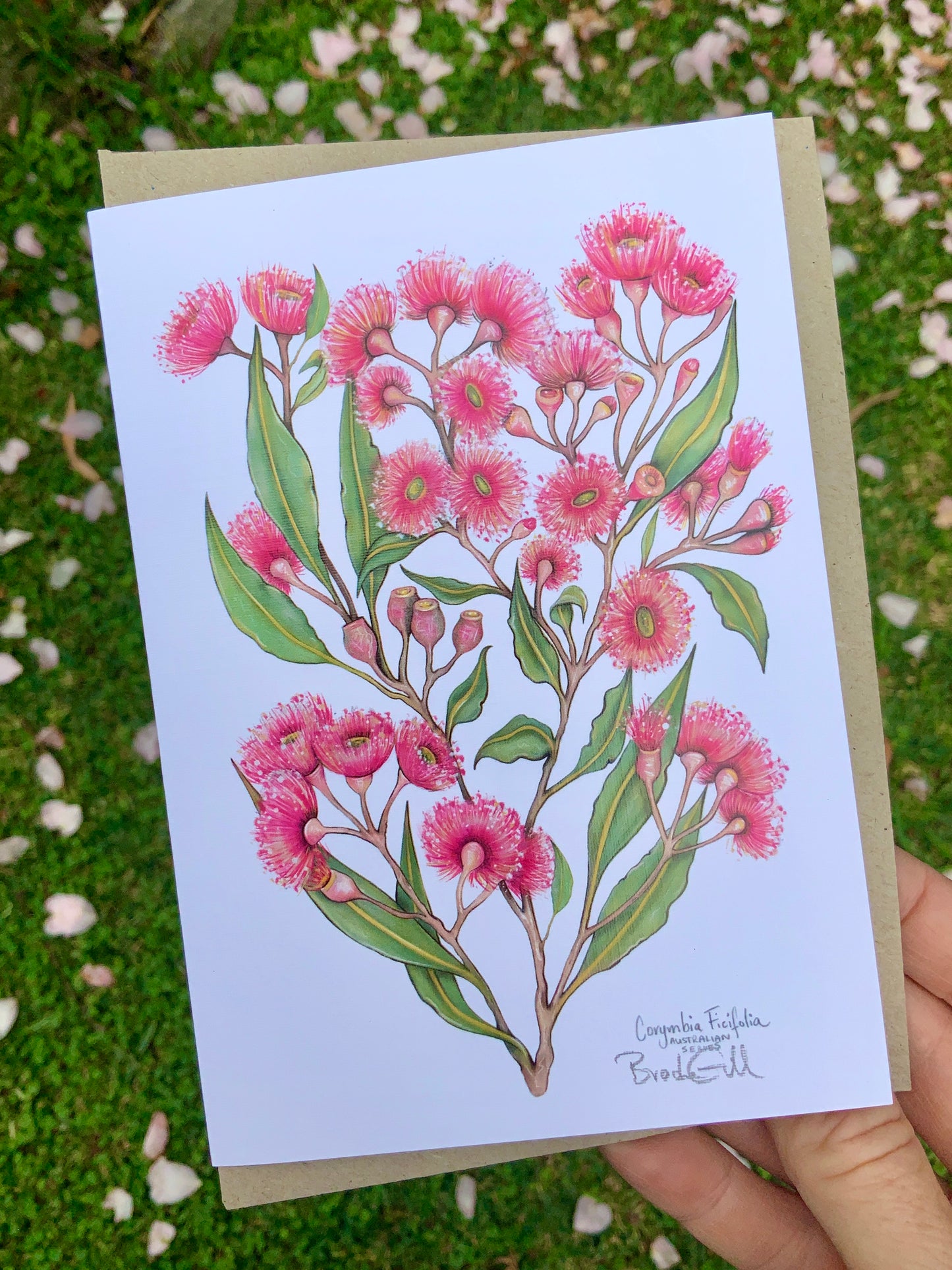 Pink Flowering Gum