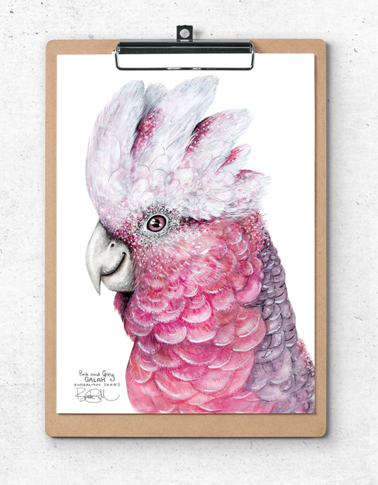 Flamin' Galah Cockatoo