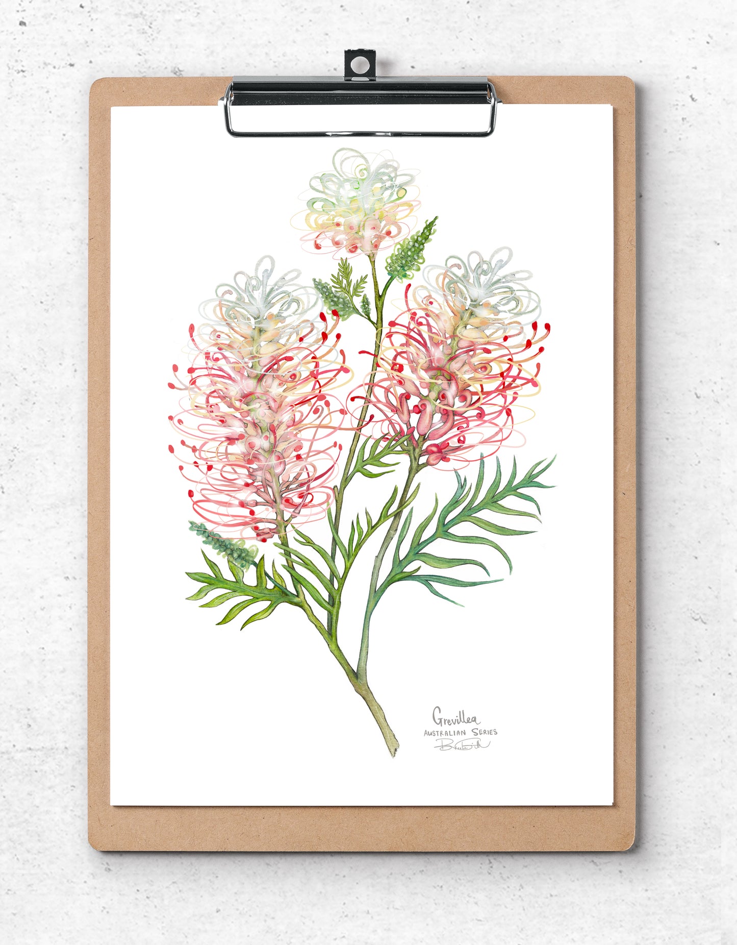 Grevillea