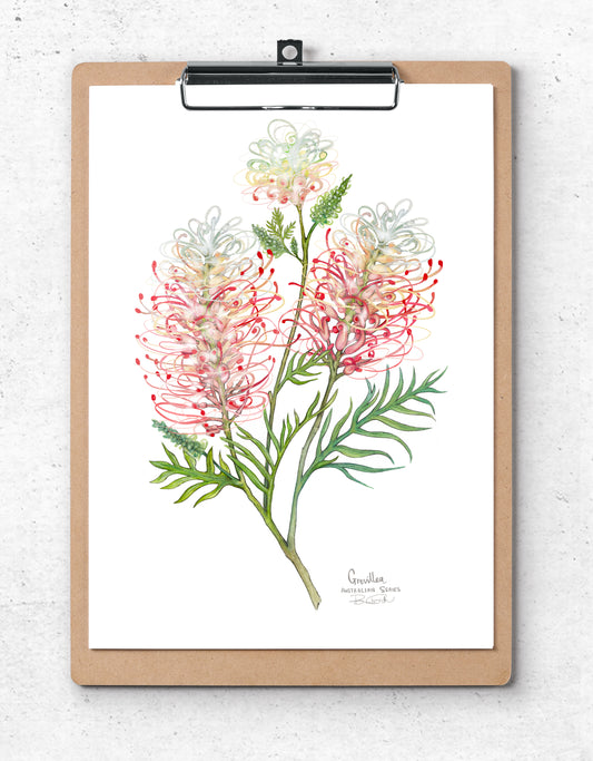 Grevillea