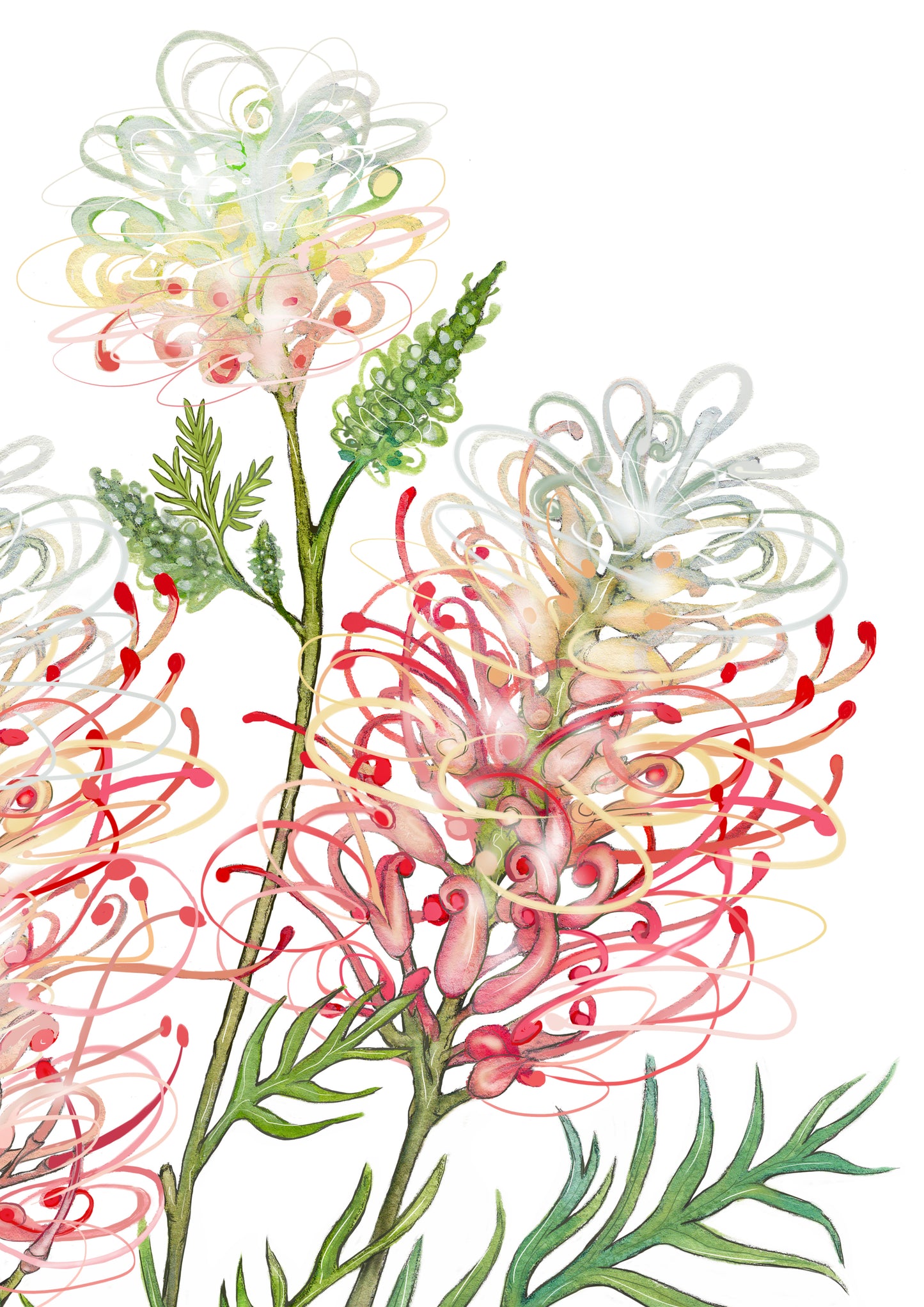 Grevillea