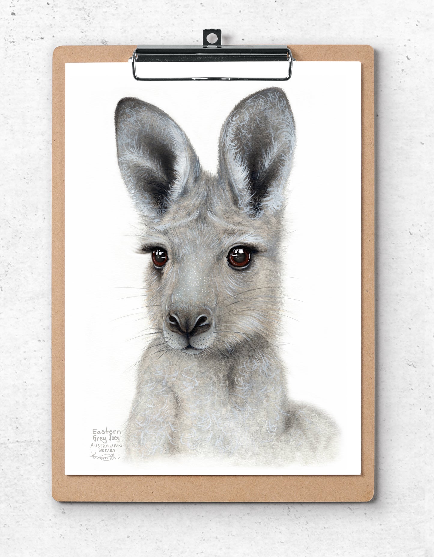 Eastern Grey Joey