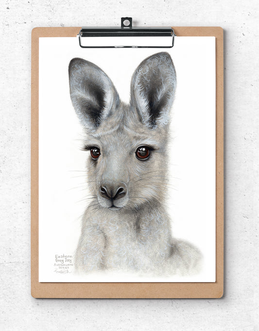 Eastern Grey Joey