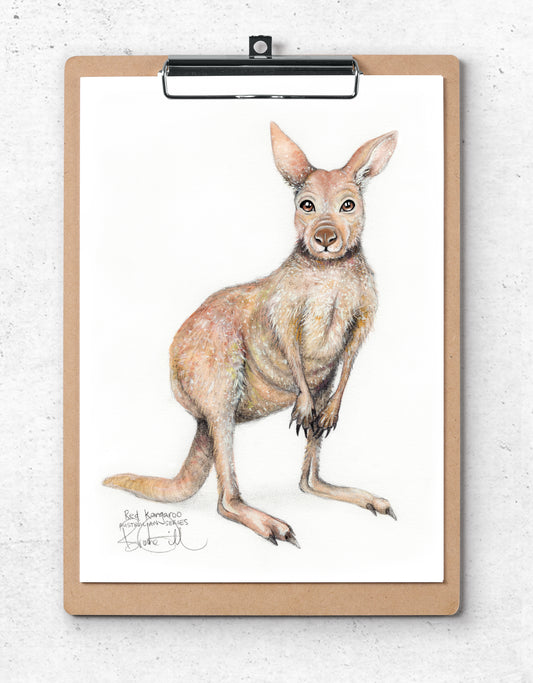Kangaroo