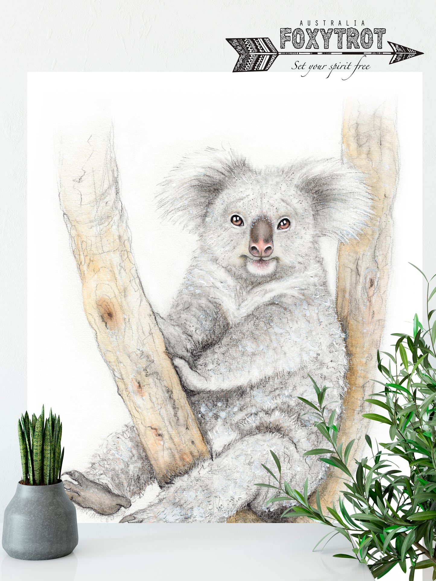 Koala