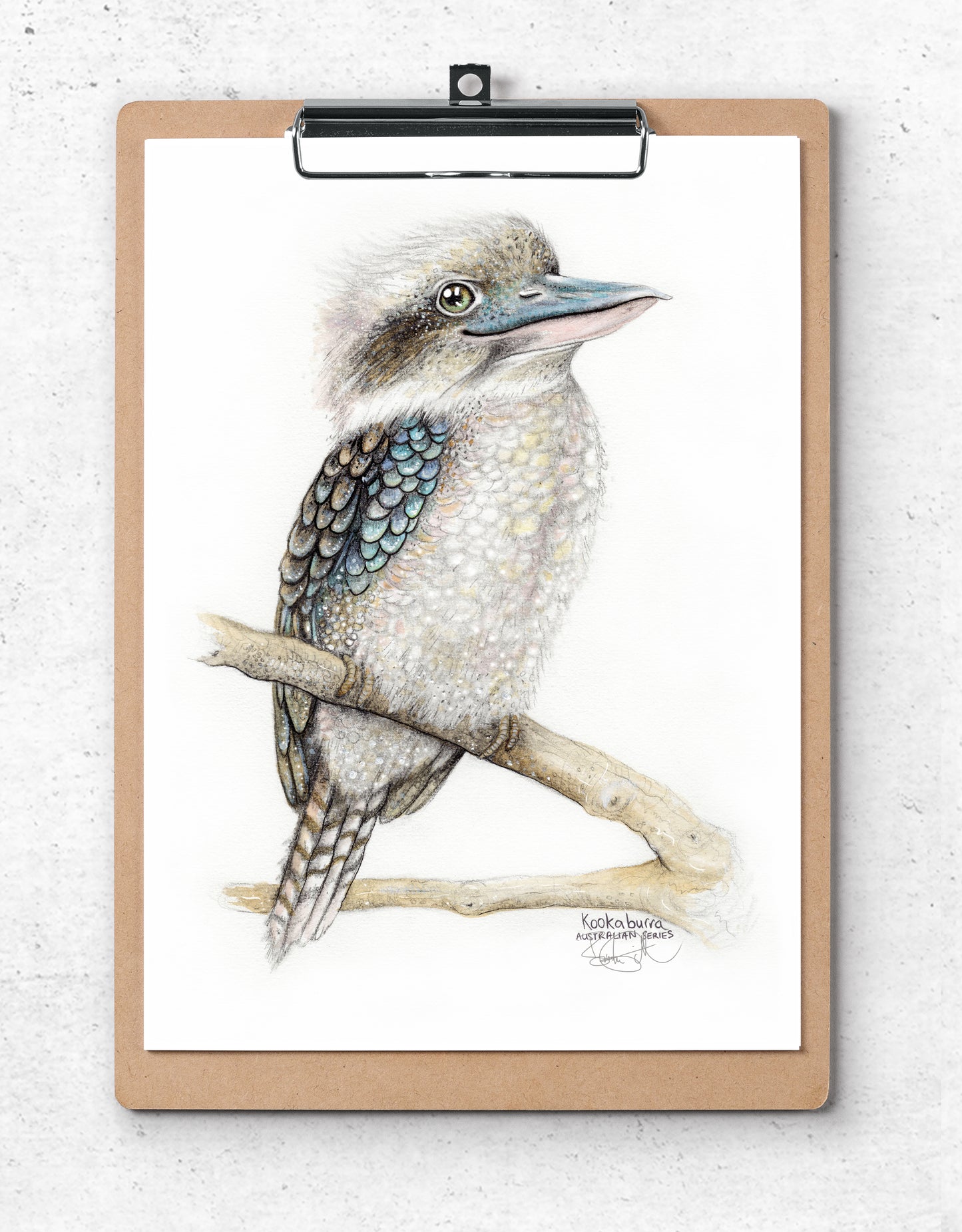 Kookaburra