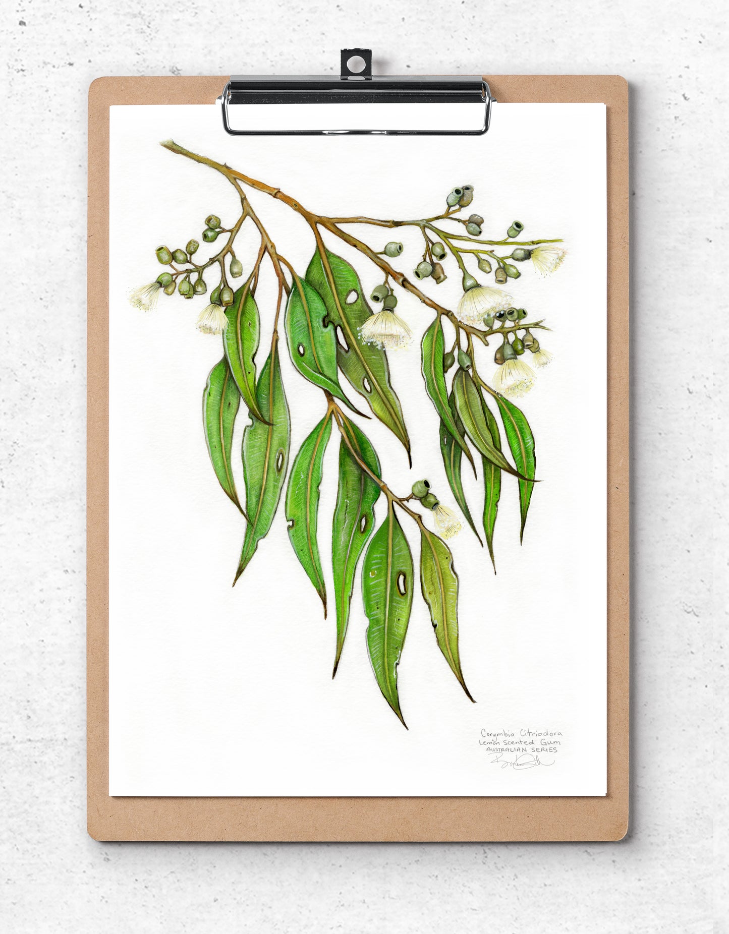 Lemon Scented Gum