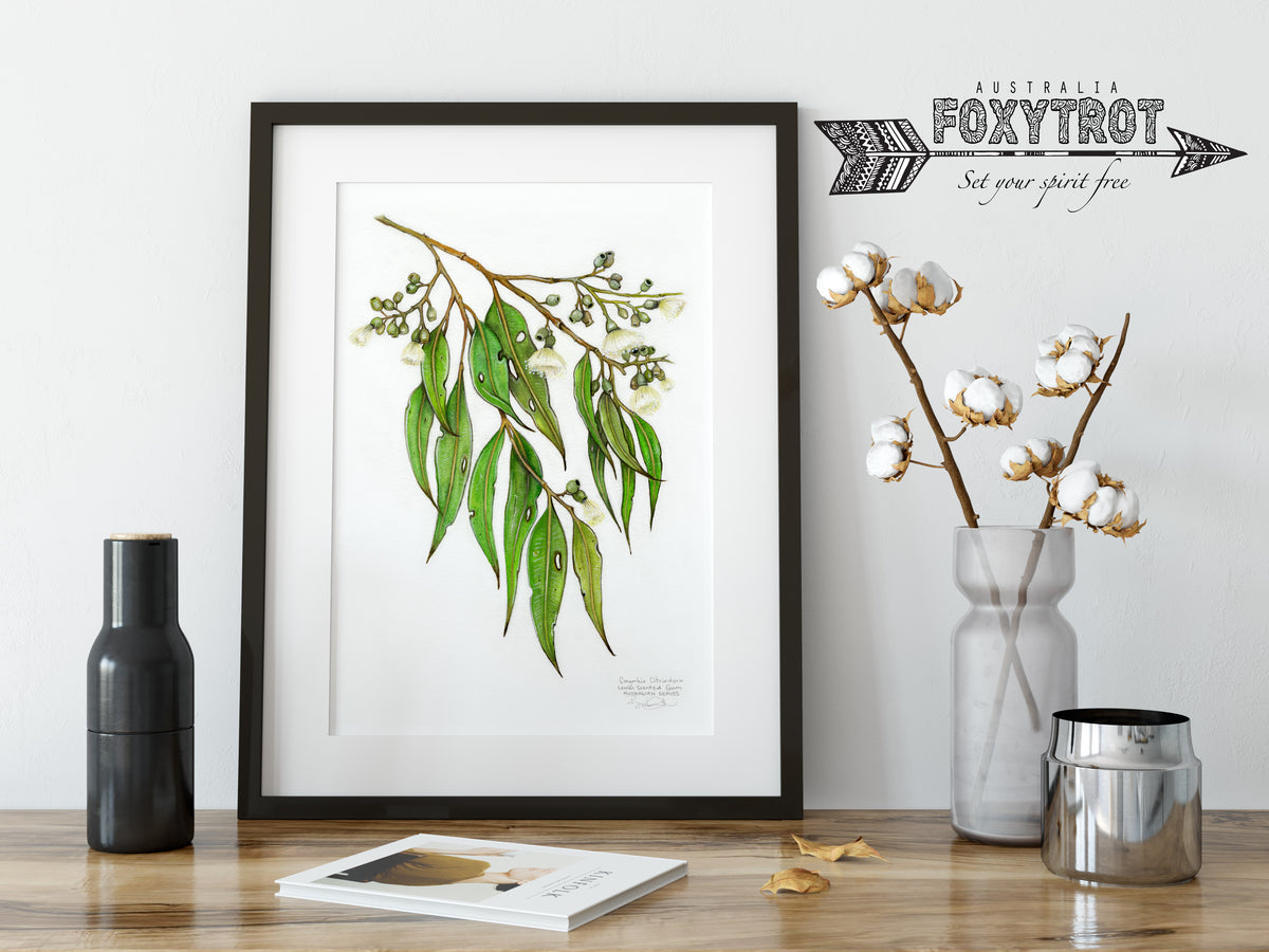 Lemon Scented Gum Foxytrot