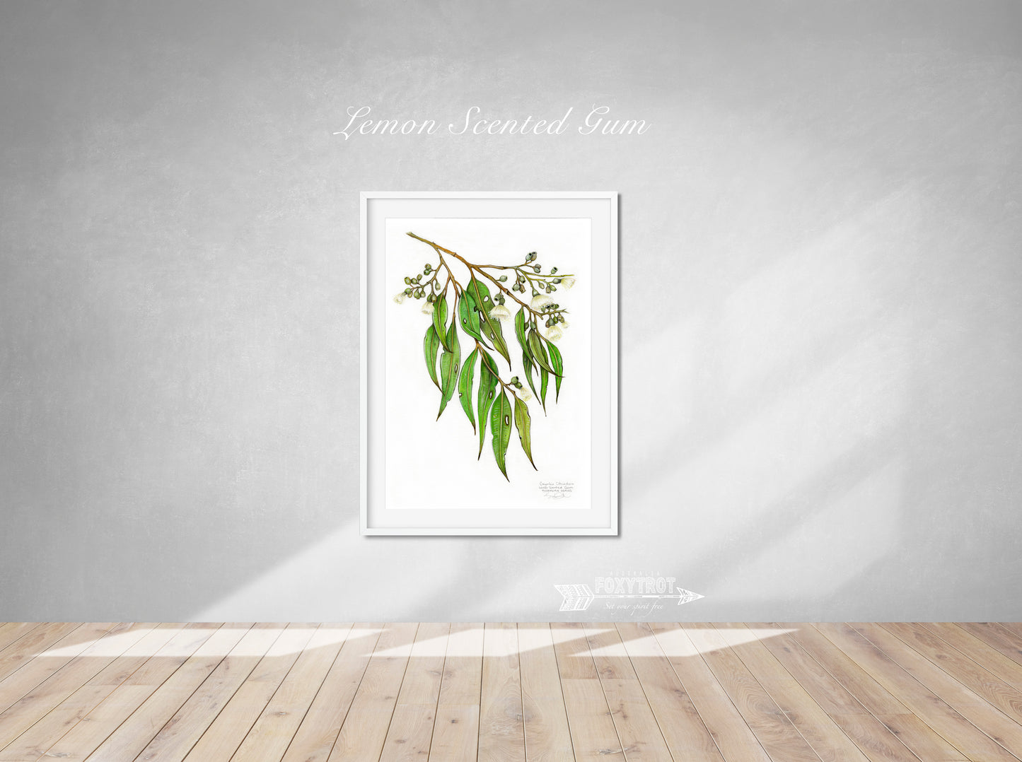 Lemon Scented Gum