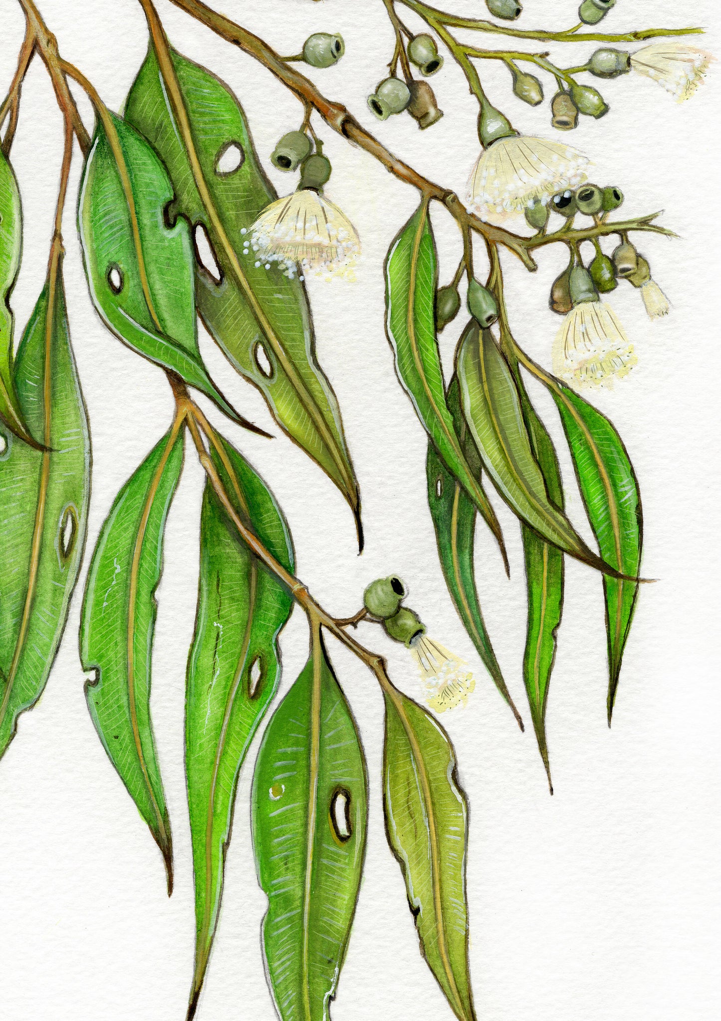 Lemon Scented Gum
