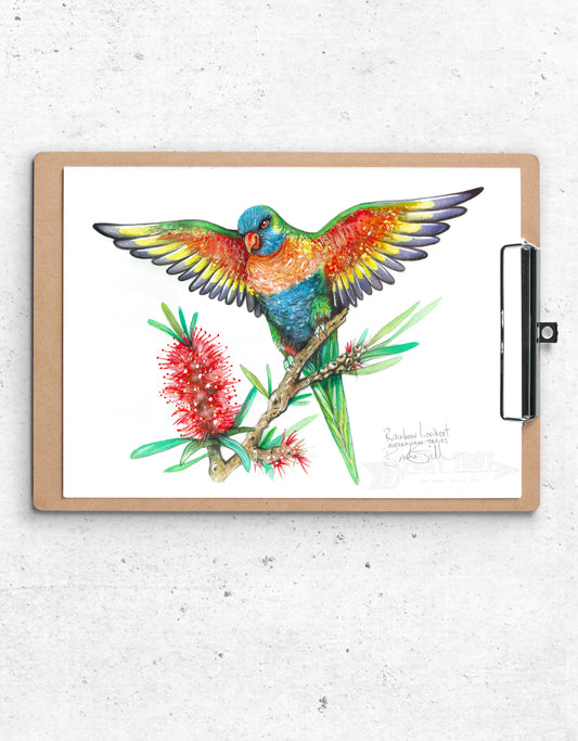 Rainbow Lorikeet
