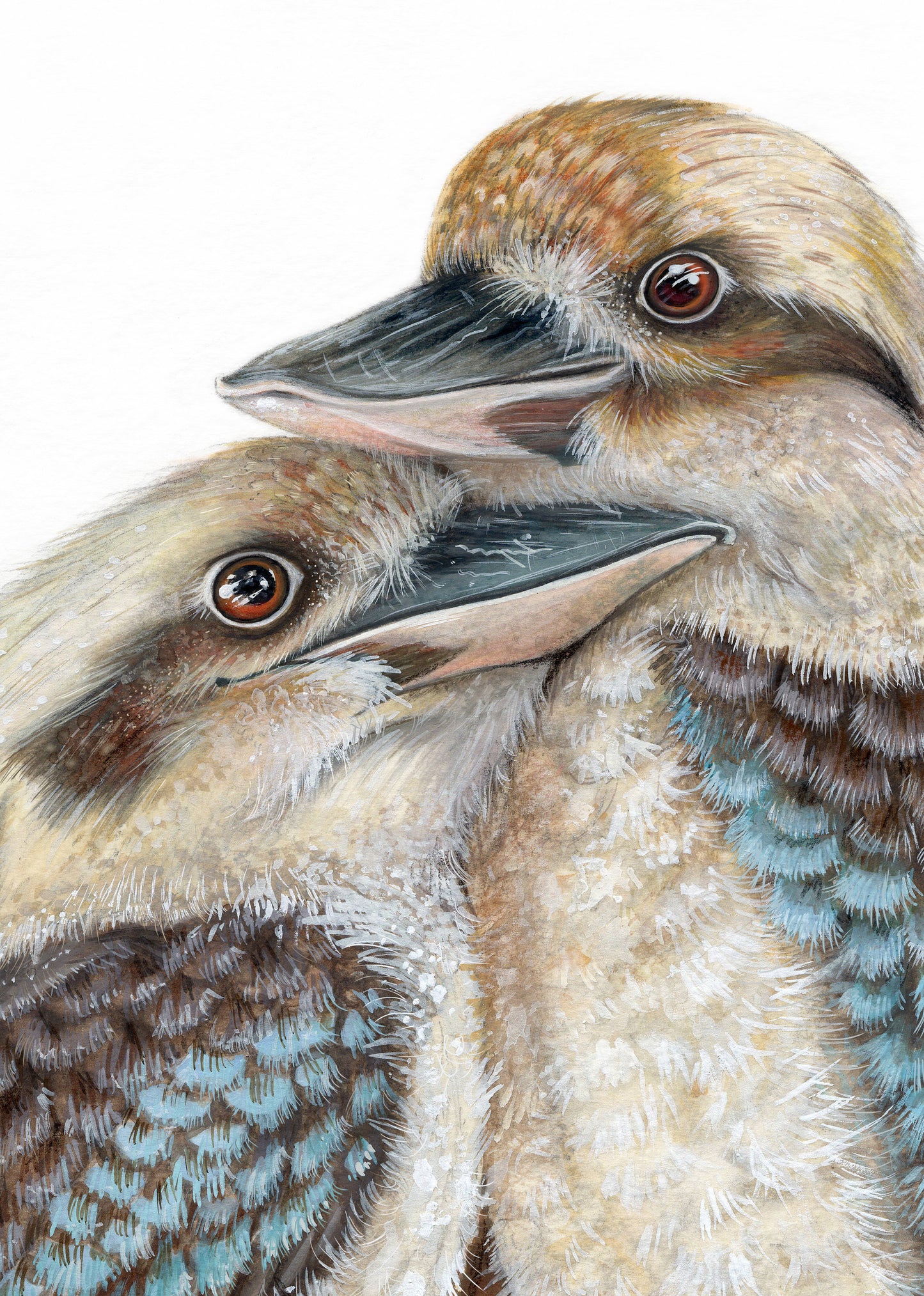 Kookaburra Love Birds