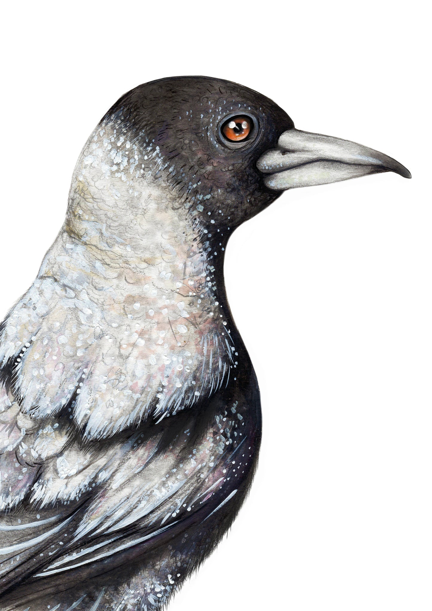 Magpie