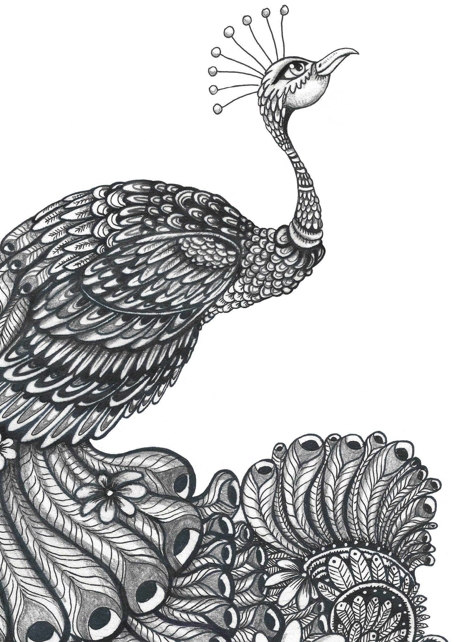 Peacock