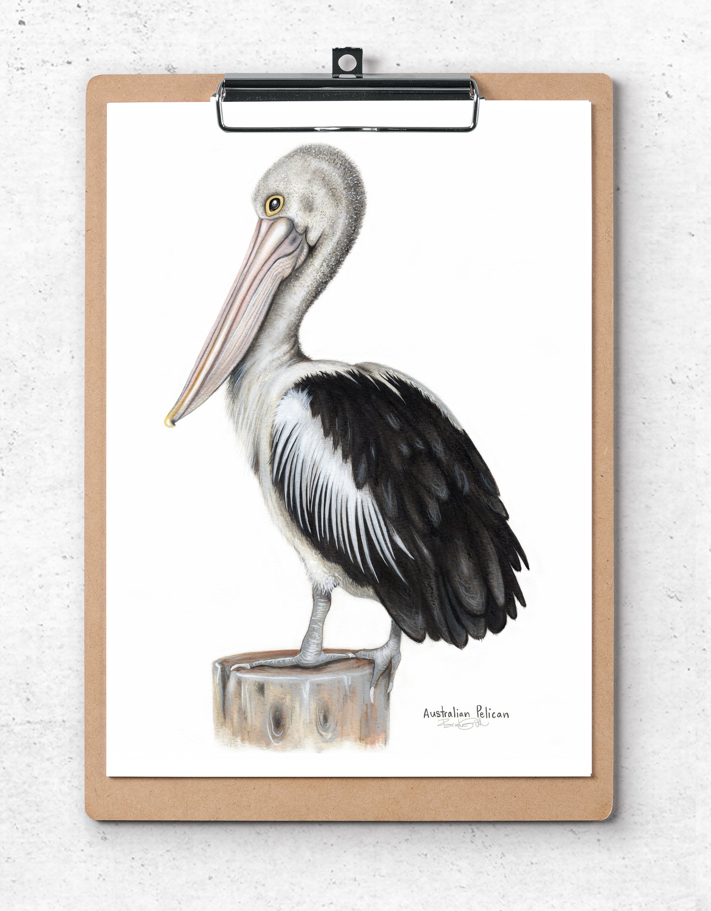 Australian Pelican