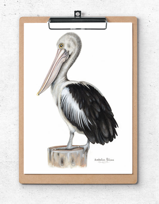 Australian Pelican