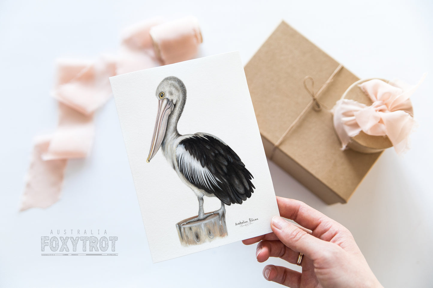 Australian Pelican