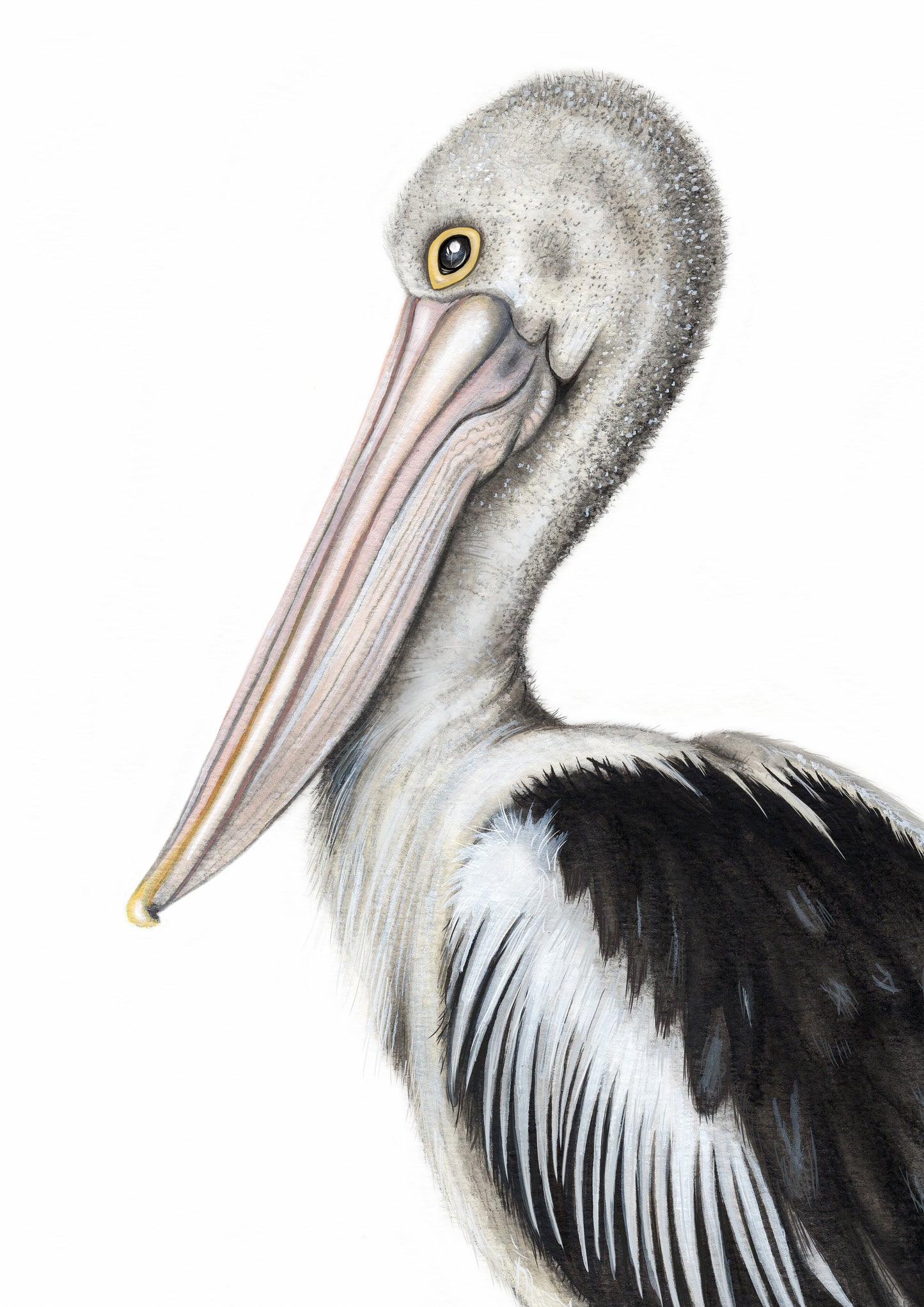 Australian Pelican