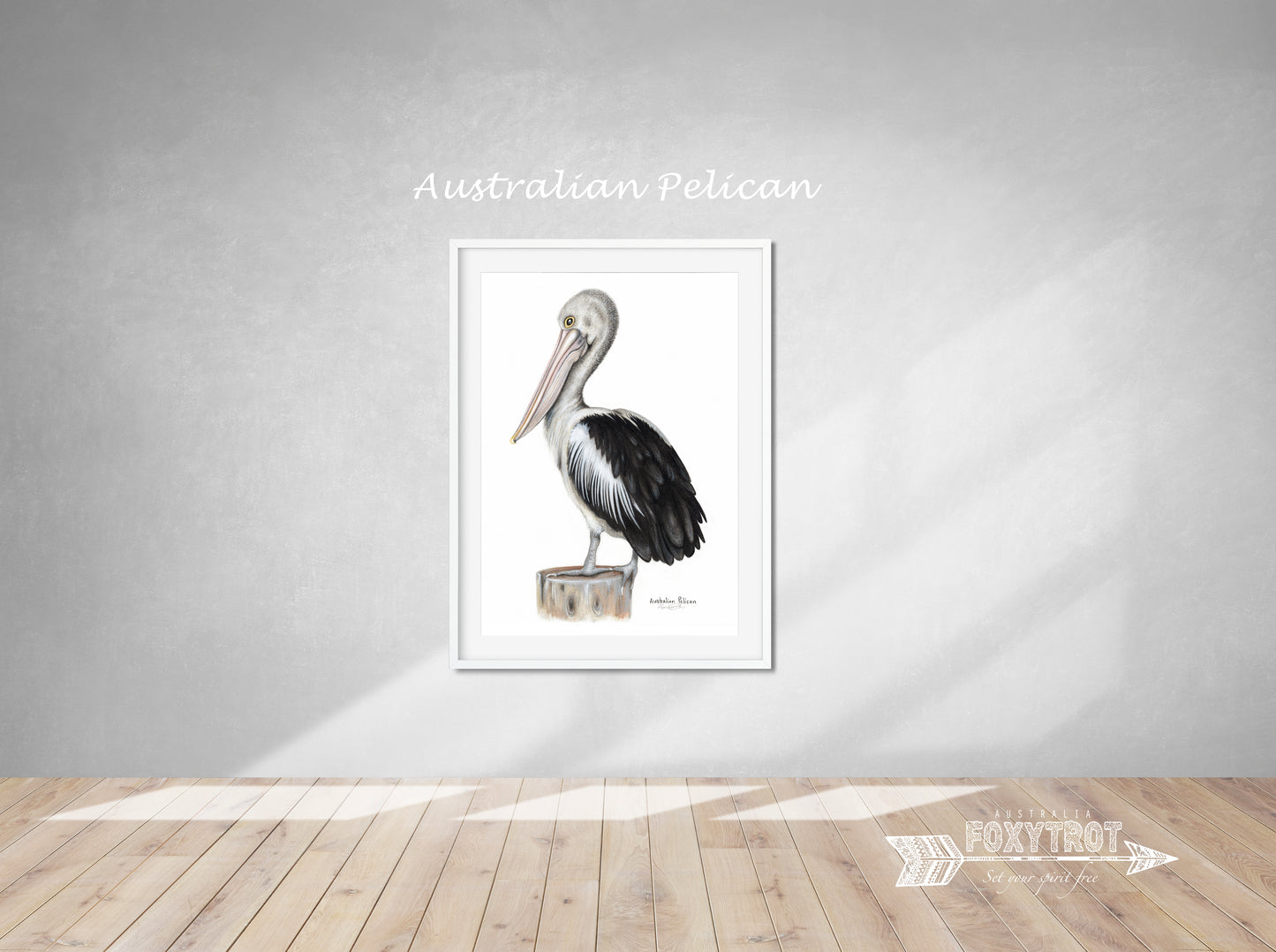 Australian Pelican