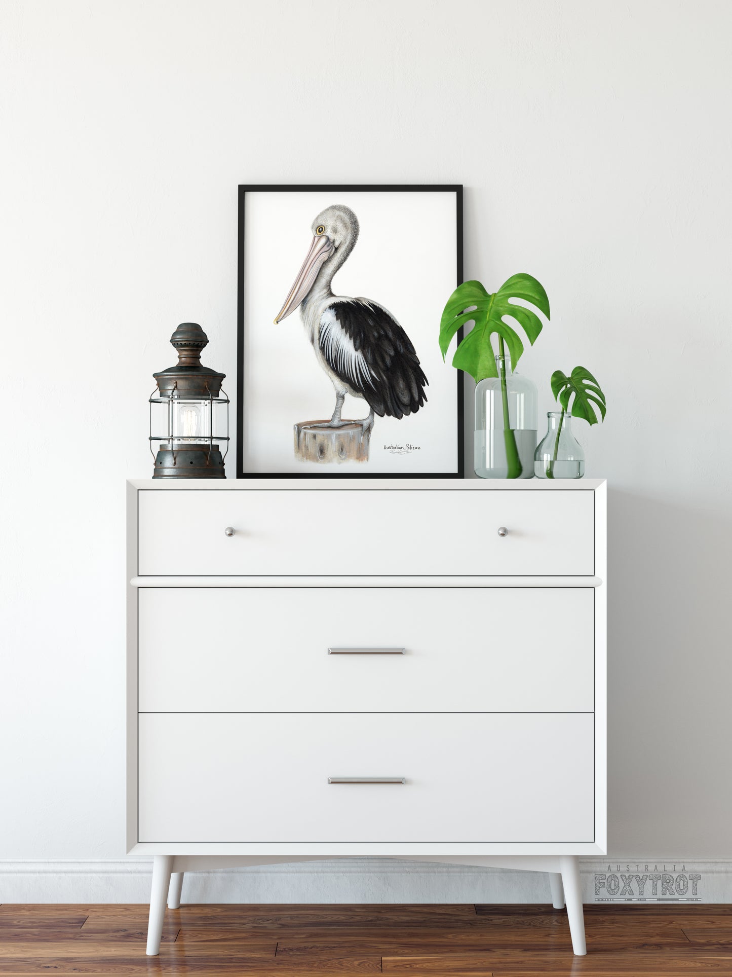 Australian Pelican