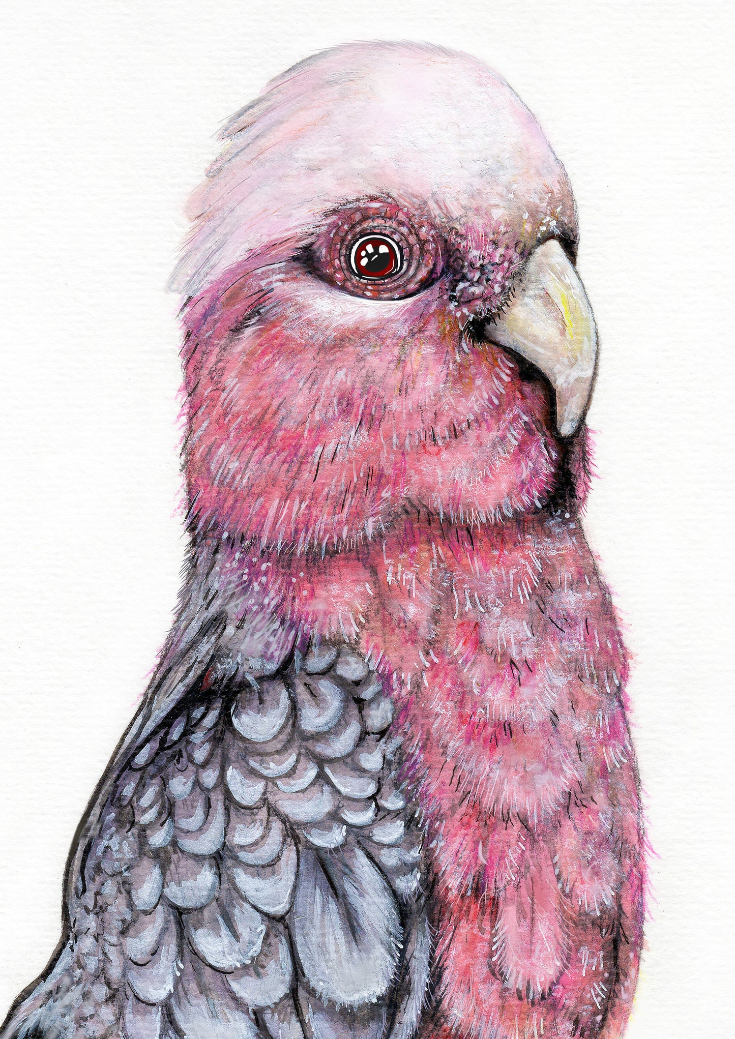 Percy the Galah