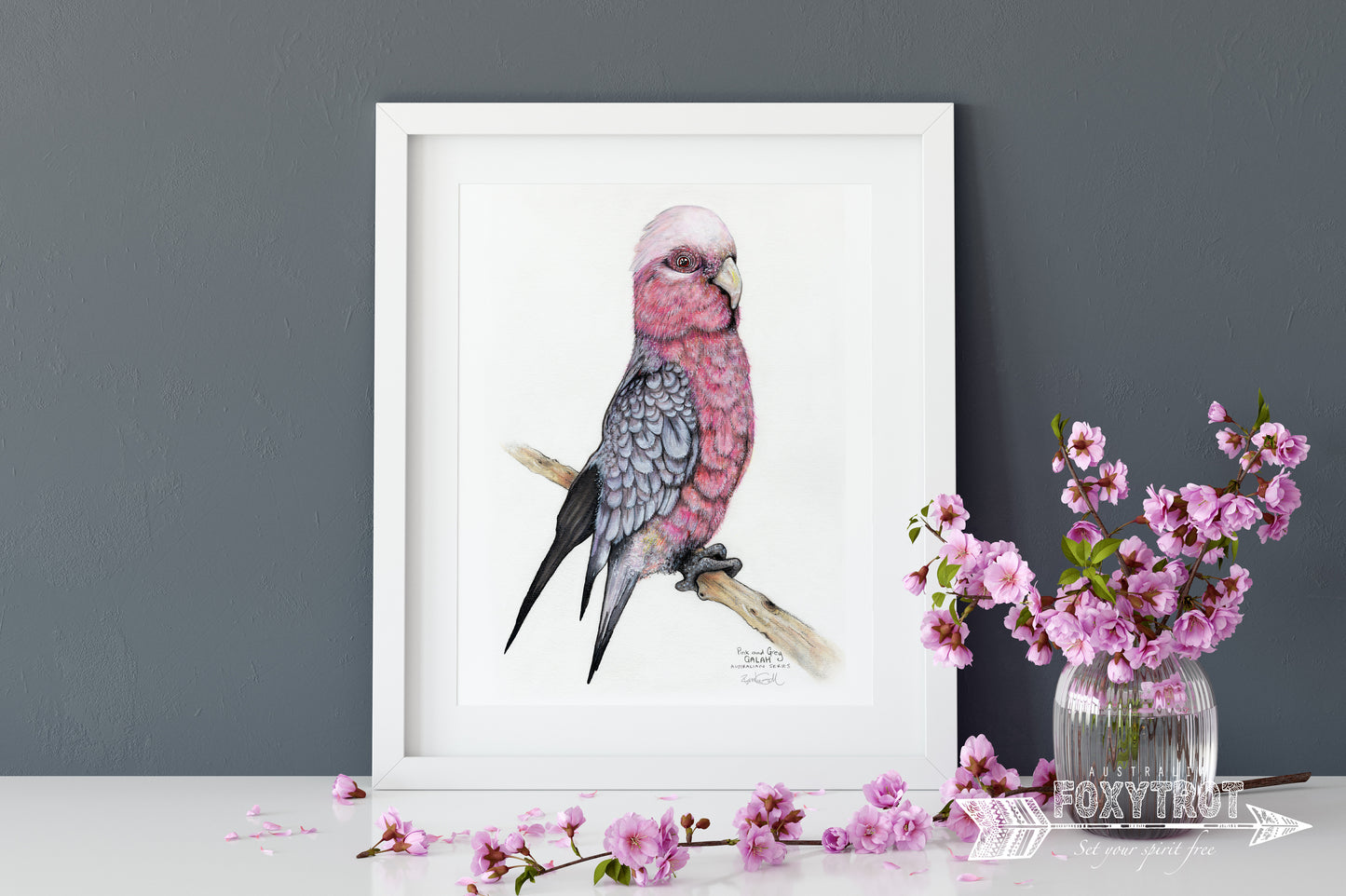 Percy the Galah