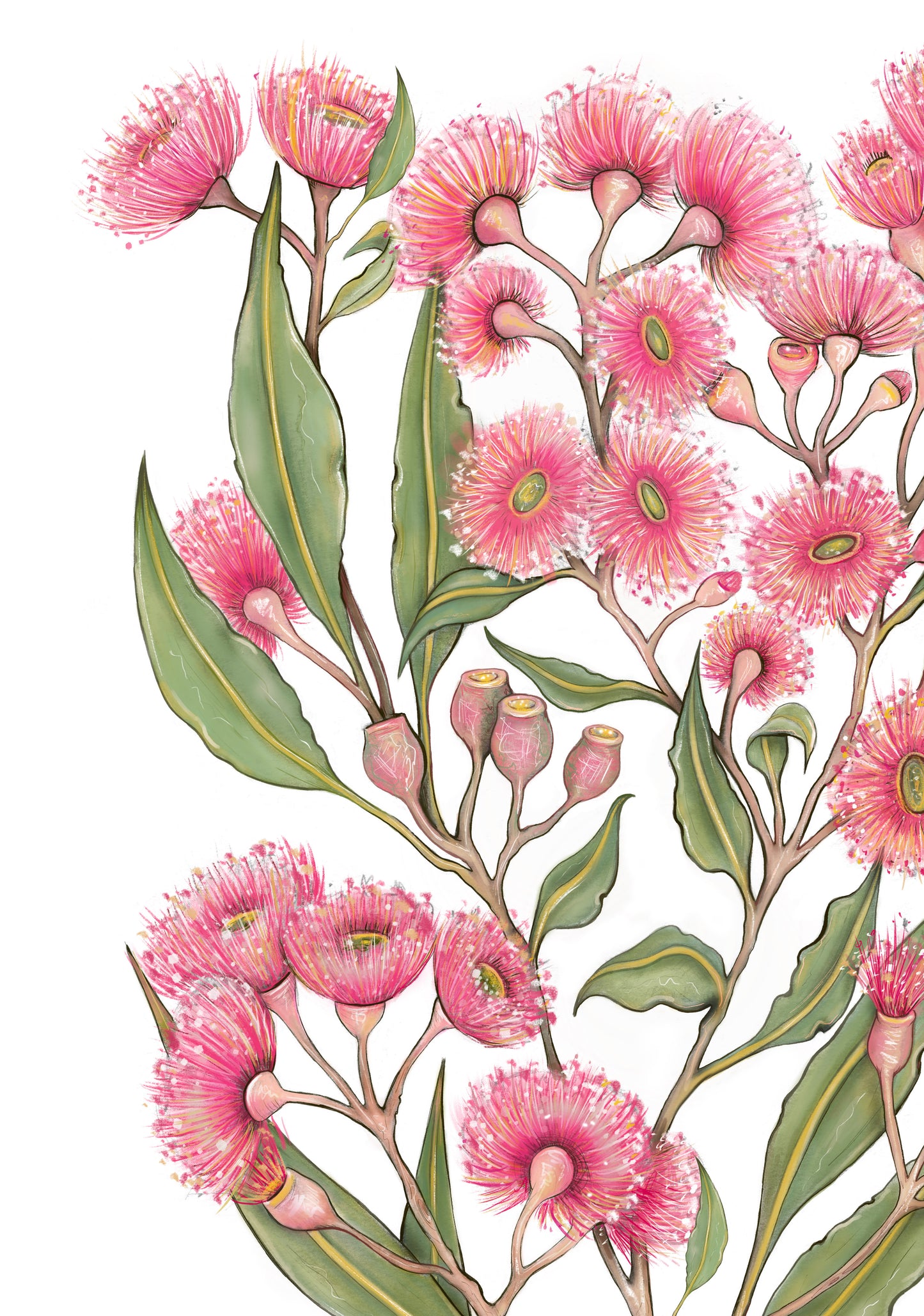 Pink Flowering Gum