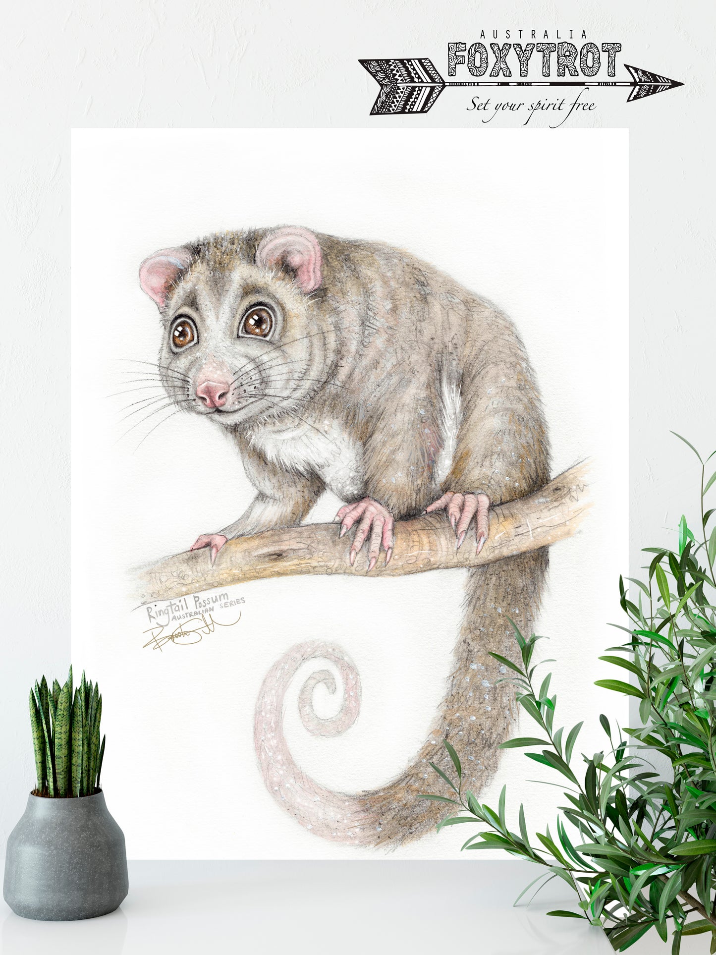 Ringtail Possum