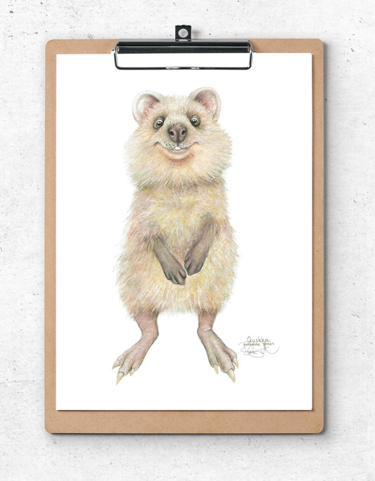 Quokka