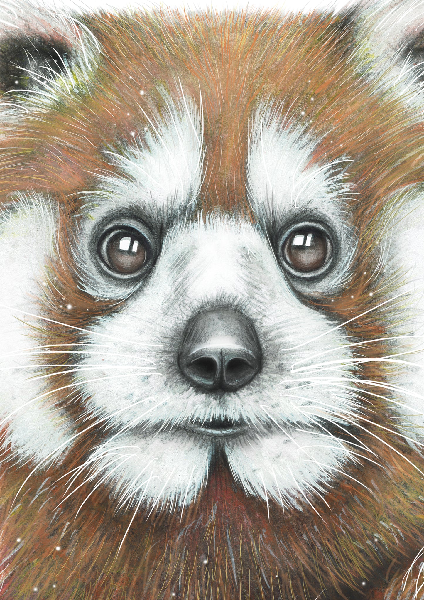 Mr Red the Red Panda