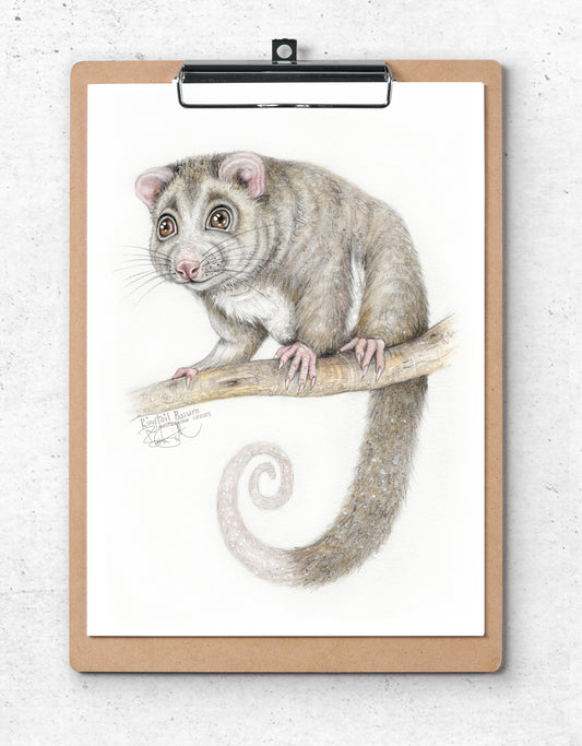 Ringtail Possum