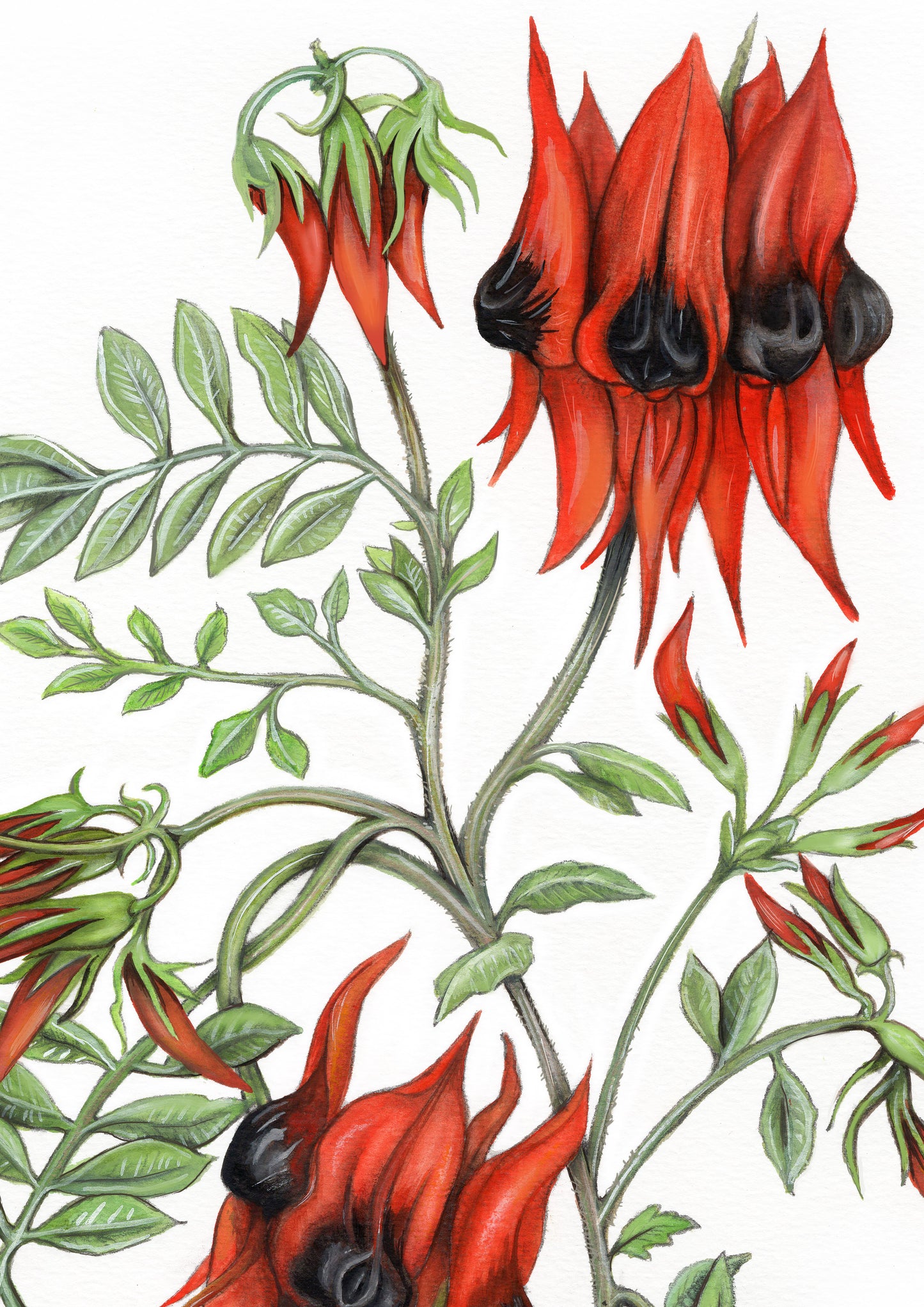 Sturt Desert Pea