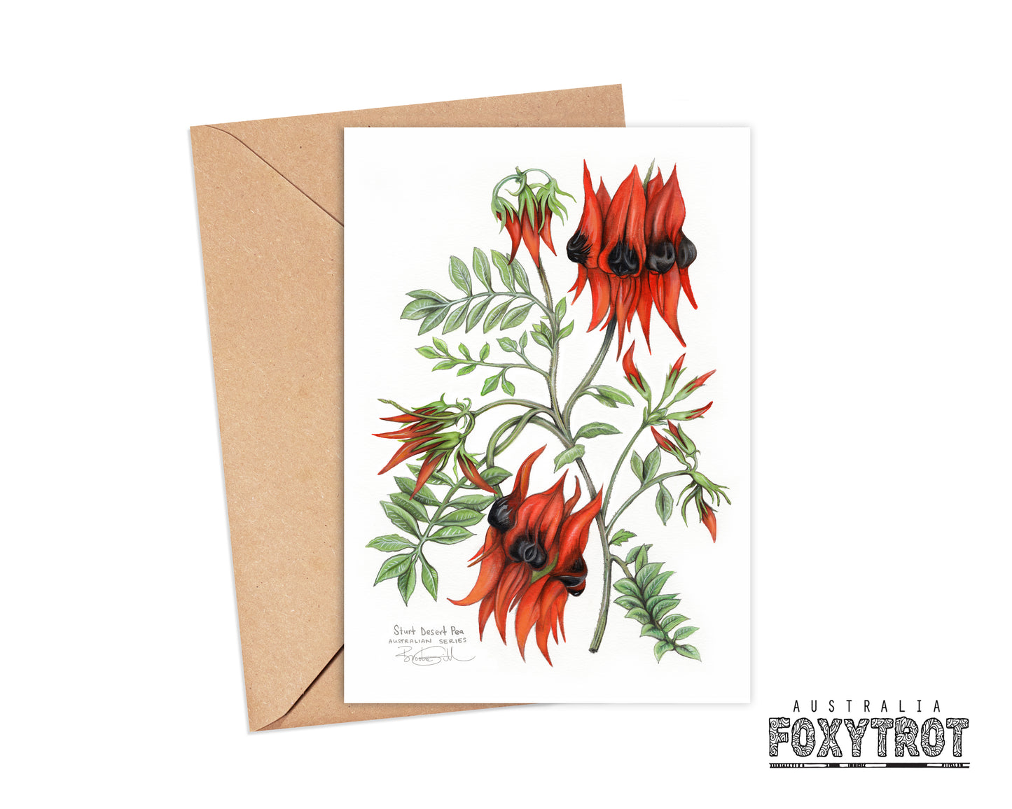 Sturt Desert Pea Card