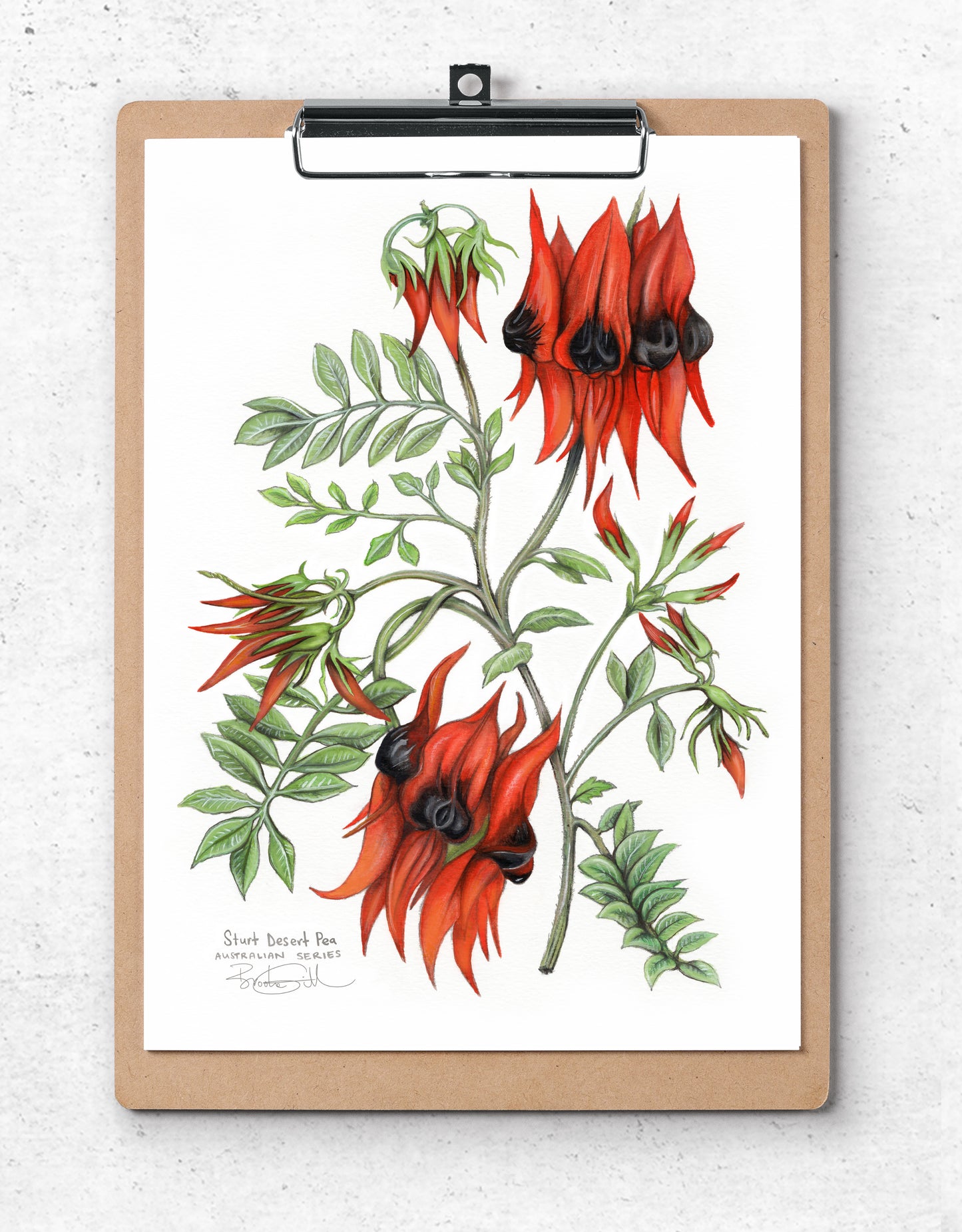 Sturt Desert Pea