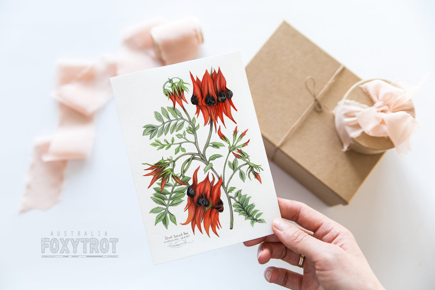 Sturt Desert Pea Card