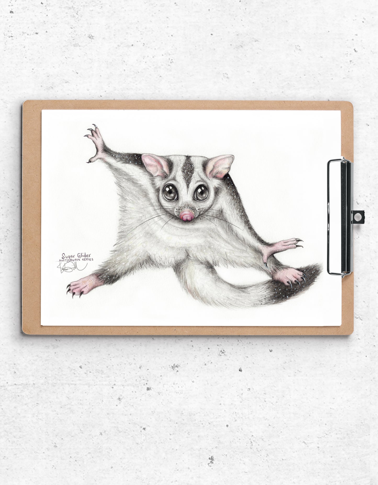 Sugar Glider